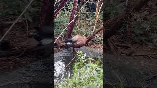 Red Shoveler waterfowl birds duck [upl. by Berliner]