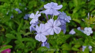 Plumbago Auriculata [upl. by Emoraj71]