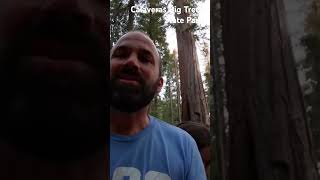 South Grove of Sequoias  Calaveras Big Trees State Park shorts sequoia california [upl. by Emoreg182]