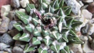 Ariocarpus kotschoubeyanus elephantidens  Living Rock Cactus [upl. by Bunow]