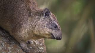 Rock hyrax  Procavia capensis Hells Gate NP wildlife of Kenya cute animals mammal watching [upl. by Einnaoj]