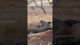 a family of Komodo dragons komodo wildlife wildanimals doyouseewhatisee animals [upl. by Rives861]