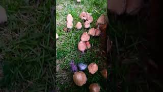 Mushroom 🍄 Growing in Home 🏡 home mushroom homemade growth white444 shortvideo viral [upl. by Charyl]