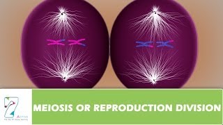 MEIOSIS OR REPRODUCTION DIVISIONPART 03 [upl. by Bethesda217]