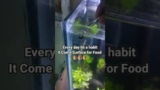 Every day habit of my Snail [upl. by Brandyn]