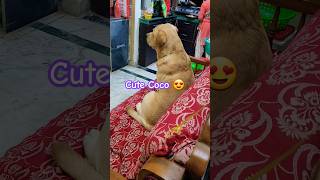 Pyara Coco TV dekraha😍music song love dog coco doglover labrador trending trend pets cute [upl. by Gayleen153]