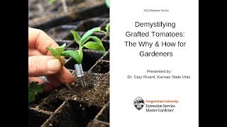 Demystifying Grafted Tomatoes The Why amp How for Gardeners [upl. by Potash]