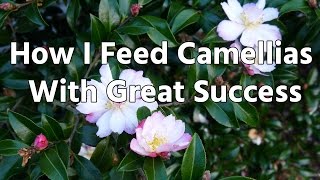 How I Feed Camellias With Great Success [upl. by Jarek]