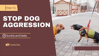 How to stop Dog Aggression quickly And easily  In a few steps [upl. by Arfihs]