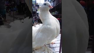 Fantail Pigeon P36 birds bird pigeon birdspecies kabutar [upl. by Amalita]