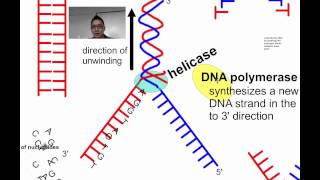 DNA Replication SL IB Biology [upl. by Wendeline614]