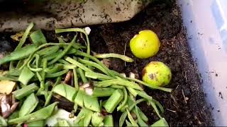 Worm farming tiger worms and forageForaging Lumbricus terrestrisEisenia andrei [upl. by Yeliak755]