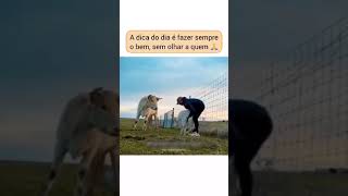 Muito Forte iurd animals iurdbrasil humor [upl. by Rustin]