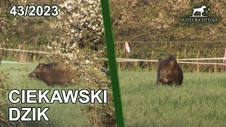 SUDECKA OSTOJA 432023 Ciekawski dzik Wiosenny poranek w łowisku Wildboars hunting Jagd in polen [upl. by Aicined]