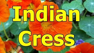 Indian Cress  Tropaeolum majus HD Video 01 [upl. by Elletnahc]