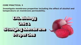 IAL Biology Core Practical 3 Investigating membrane properties [upl. by Vashti]