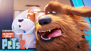 Best Of Secret Life Of Pets 2 🐶 🐱 🐹  Secret Life of Pets 2  Preview  Movie Moments  Mini Moments [upl. by Ardnac]