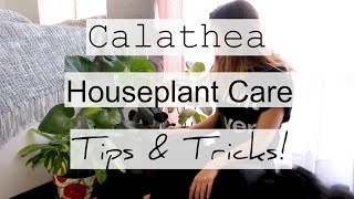 How to Care For Calathea Houseplants  Prayer Maranta Indoor Plant Care [upl. by Lieno]