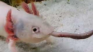 Feeding axolotl with earthworm [upl. by Ligetti]