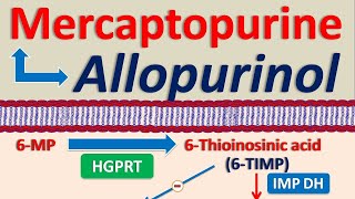 Mercaptopurine and Allopurinol drug interaction [upl. by Eelirak88]