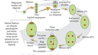 Megasporogenesis and Development of Female Gametophyte Embryosac [upl. by Yrtneg]