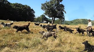 15 CAINI CIOBANESTI ALEARGA DUPA URS LANGA PADURE LA STANA LUI MARIN CHIOJDEANU [upl. by Manvel]