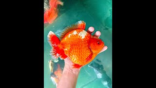 BEAUTIFUL FANCY GOLDFISH TANK FISH ORANDA RANCHU RYUKIN [upl. by Kral543]