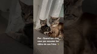 POV  t’assumes que les câlins humains catlover [upl. by Young243]