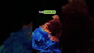 T CELL KILLS A CANCER CELL  in realtime science biology cancer cancercells tumour [upl. by Ethelinda]