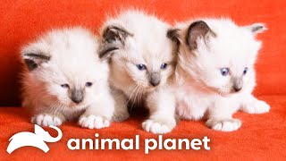 Siamese Kittens Adorable Christmas Antics  Too Cute  Animal Planet [upl. by Jorin]