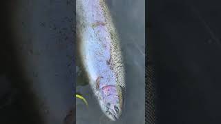 Steelhead salmon ohio steelheadfishing ohiofishing [upl. by Irod14]