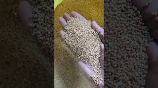 Foxtail Millet Kangni Export  Bird Food First Quality  Temple Mart Traders [upl. by Emirak]