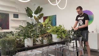 my downsized plant collection and decluttered shelves [upl. by Ama]