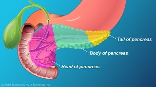 The Role and Anatomy of the Pancreas [upl. by Sihonn]