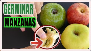 GERMINAR MANZANAS   100 EFICAZ [upl. by Fernande]