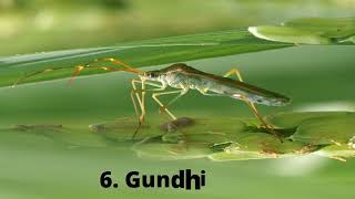 major pests or insect in paddy insects in rice crop [upl. by Reilamag]