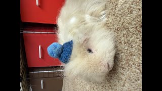 guinea pig play time [upl. by Thora]