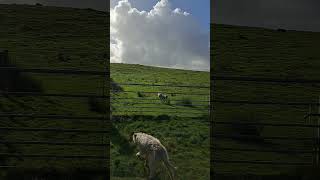 Dog jumping fences Lola the Bedlington Whippet doglover nature jumping [upl. by Reeba]