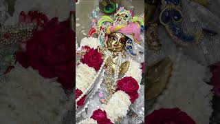 4 Nov 2024  ISKCON Bareilly Mangla and Shringar Aarti Darshan iskcon krishna radhakrishna radha [upl. by Ilahsiav]