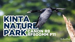 Kinta Nature Park Bird Photography with Canon R8 RF 800mm f11 [upl. by Lamak]