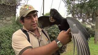 Gallinazos en Lima [upl. by Shelba]