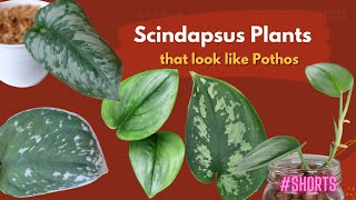 Scindapsus Plants that look like Pothos  SHORTS  MOODY BLOOMS [upl. by Sile]