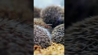 The truth about hedgehog ability shots ytshorts youtubeshorts pets [upl. by Olds]