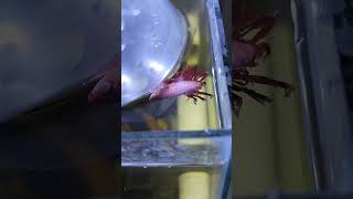 RIP my betta fish 🥺 😭 shorts fish death youtubeshorts [upl. by Malloch]