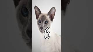 10 Siamese Cats CHOOSE ONE [upl. by Eisen]