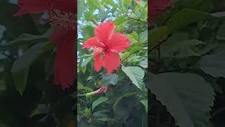 flowers ytchanne ytubechhanel song video villagelife videoreels videoshort [upl. by Onibas30]