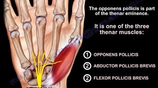 Anatomy Of The Opponens Pollicis  Everything You Need To Know  Dr Nabil Ebraheim [upl. by Naicul]