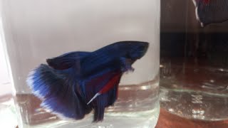 Siamese fighting fish Fighter Fish Life  Part 14 fish trending [upl. by Moreta]