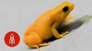 A Tiny Golden Frog as Rare as It Is Small [upl. by Issi]