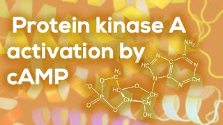 Protein kinase A activation by cAMP [upl. by Radke]